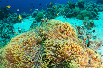 Fototapeta na wymiar Anemone i clownfishes w Morzu Czerwonym w Egipcie.