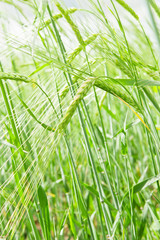 Green wheaten field