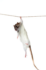 a rat crawling on a rope. rat clutching at rope on white backgro
