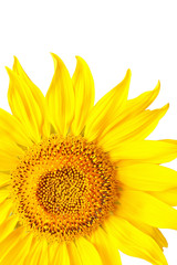 Fototapeta premium Sunflower