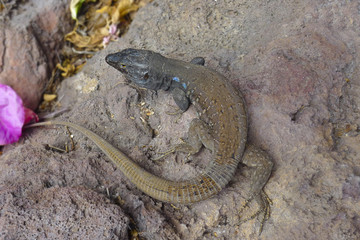 lizard - Gallotia Galloti - the Canaries islands