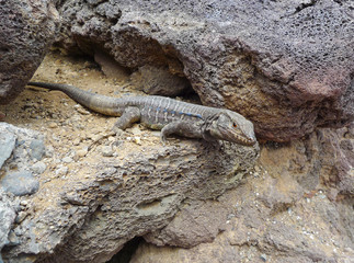 lizard - Gallotia Galloti - the Canaries - Tenerife