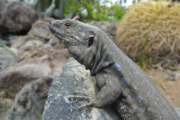 Fototapeta premium lizard - Gallotia Galloti