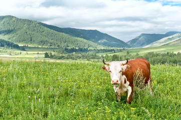 Fototapeta na wymiar Krowa na łące u podnóża