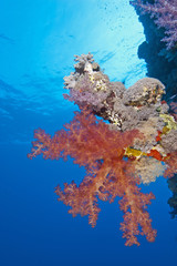 Fototapeta na wymiar Soft coral on a tropical reef wall
