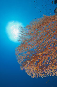 Gorgonian fan coral on a reef wall
