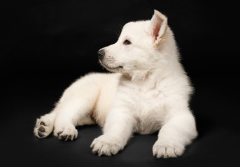Puppy of the white sheep-dog
