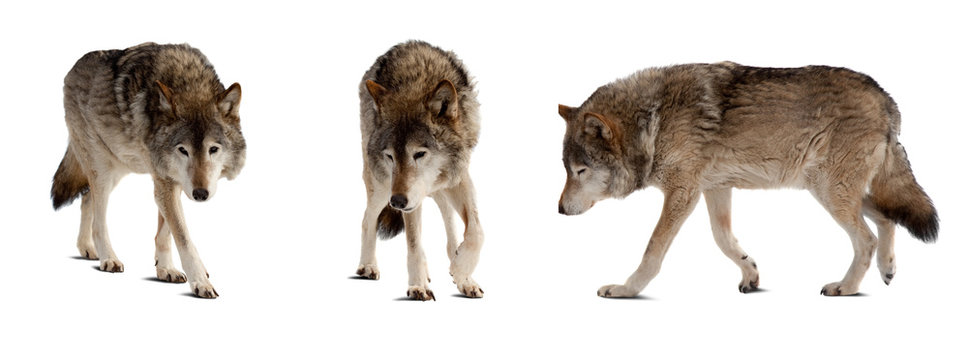 Set of few wolves over white