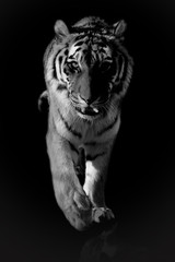 Naklejka premium tygrys czarny i biały