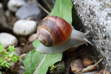 lumaca