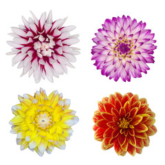 collection of four dahlia daisies isolated on white background