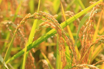 稲穂　ears of rice