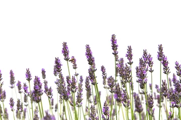Photo sur Plexiglas Lavande Fleurs de lavande violette
