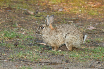Rabbit in Grass