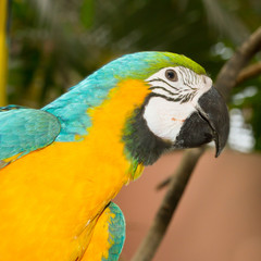 An Ara Ararauna in captivity