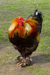 Colorful rooster on a farm