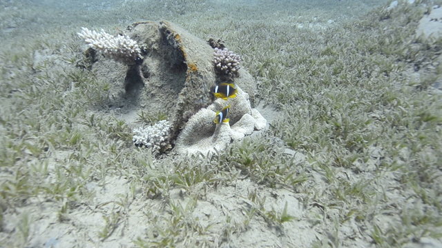 Masked butterfly fish