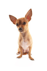 Chihuahua