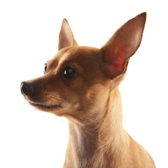 Chihuahua