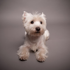 Westie