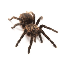 Tarantula