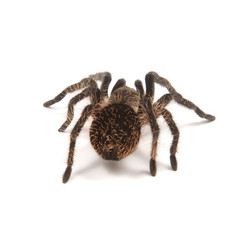 Tarantula