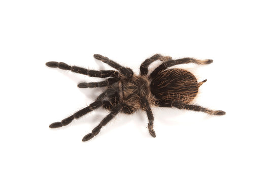 Tarantula