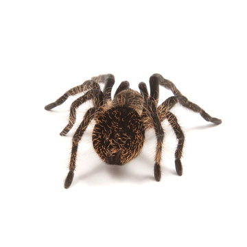 Tarantula