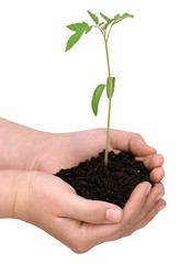 The sprout tomatoes in the hands of