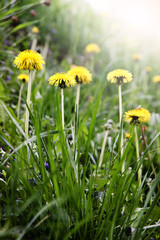 Dandelion Flowers in Green Grass