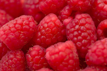 A full frame of red raspberries