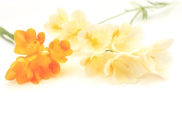 Fototapeta premium フリージア