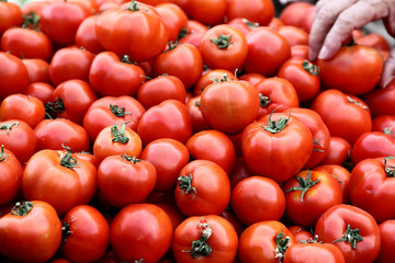 Buying Tomatoes at the Farmer's Market
