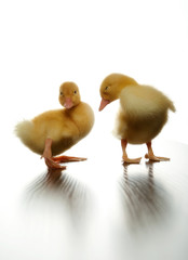 ducklings