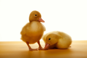ducklings