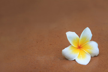 Fototapeta na wymiar białe i żółte kwiaty frangipani na brązowy piaskowca