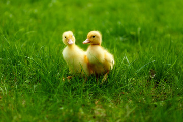 Small ducklings outdoor on green grass