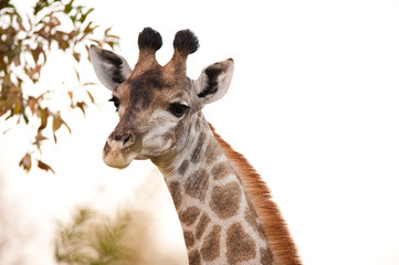 GIRAFFE (Giraffa camelopardalis) up close 2