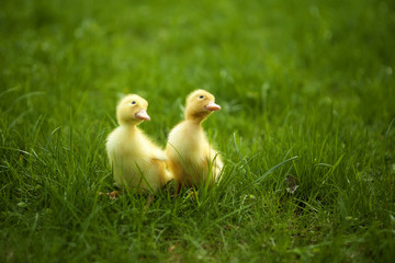 Small ducklings outdoor on green grass