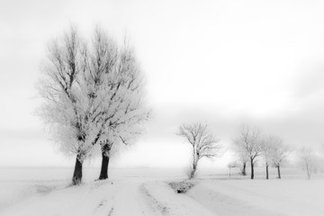 Obraz na płótnie Canvas A white winter landscape with trees