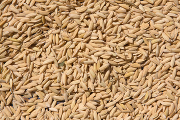 Rice seeds