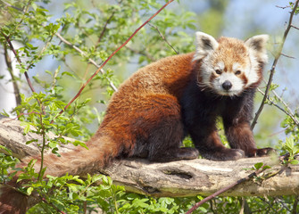 Obraz premium Red panda or shining cat