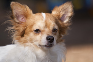 piesek © Henryk Olszewski