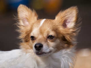 SONY DSC © Henryk Olszewski