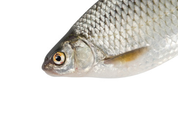 River fish, roach on white isolated background