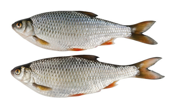Two river fish, roach on white isolated background