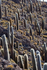 Cactus land
