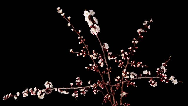 Flowering apricot on the black background, timelapse