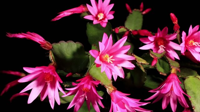 Epiphytic cactus bloom (Schlumbergera) timelapse