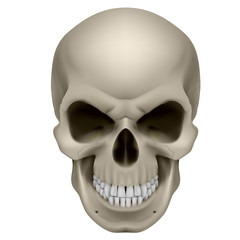 Human Skull